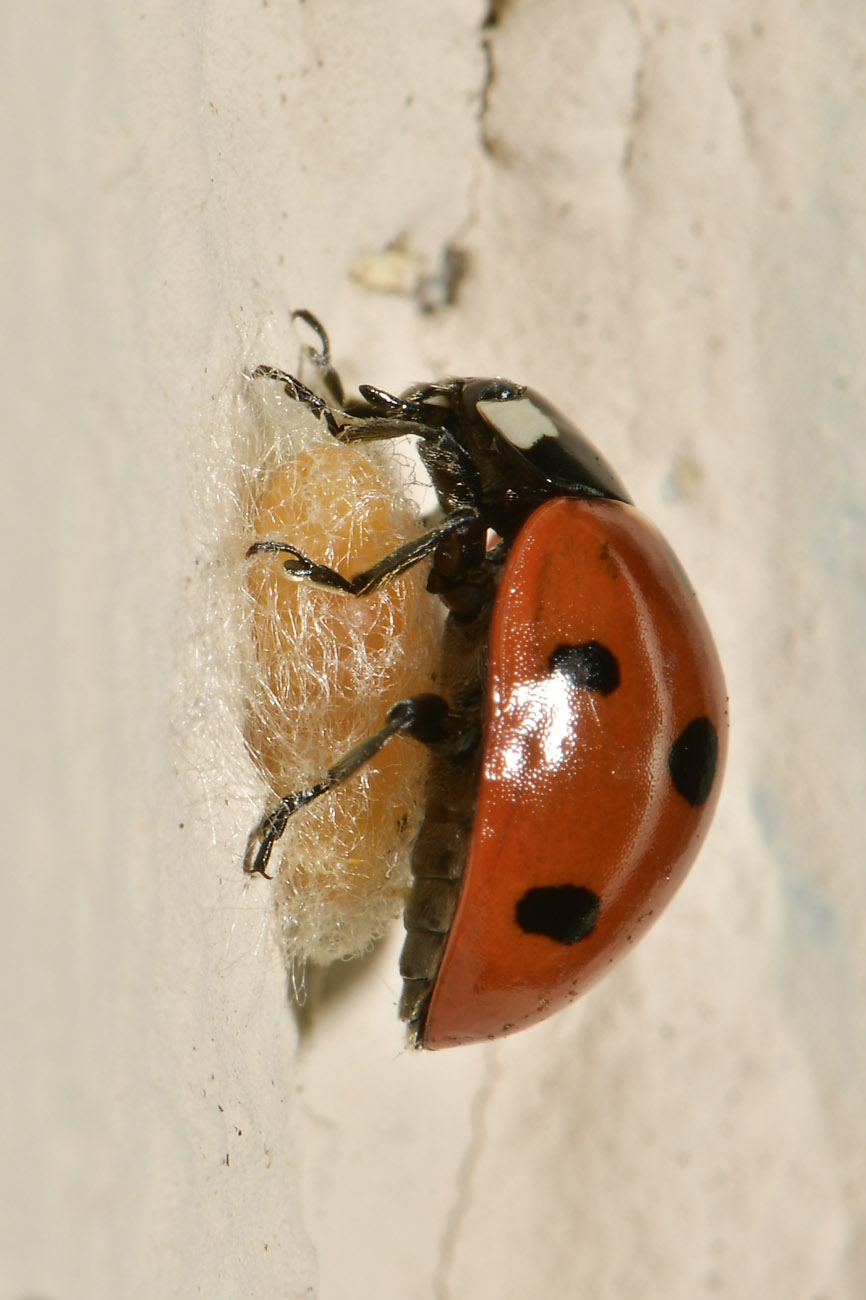 Chioccinella... septempunctata